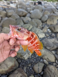 アカハタの釣果