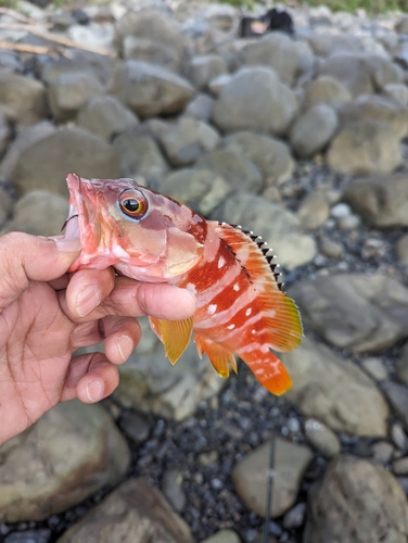 アカハタの釣果