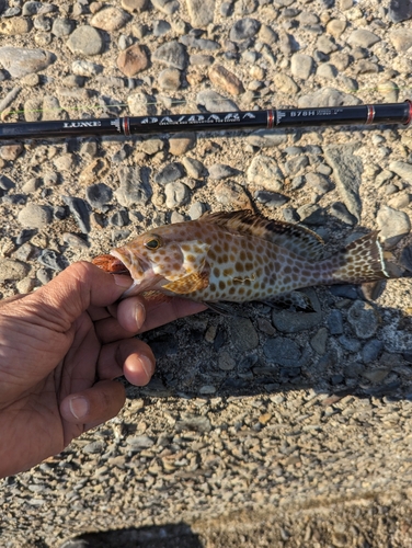 オオモンハタの釣果