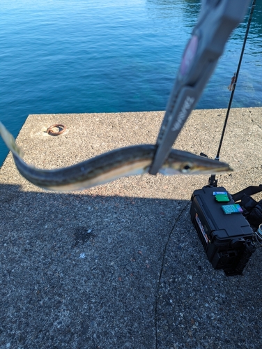 カマスの釣果