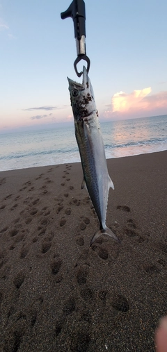 サゴシの釣果