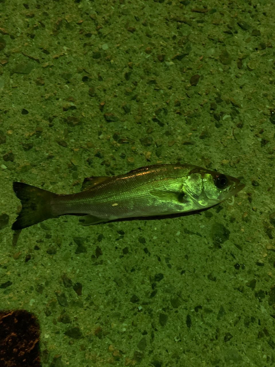 セイゴ（タイリクスズキ）