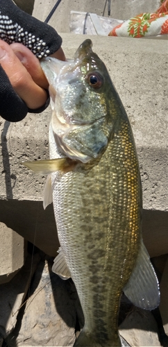 ラージマウスバスの釣果