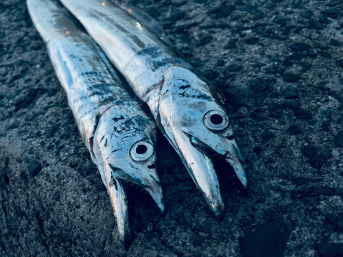 タチウオの釣果