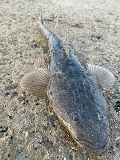 マゴチの釣果