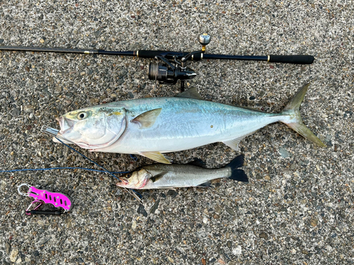 ワラサの釣果