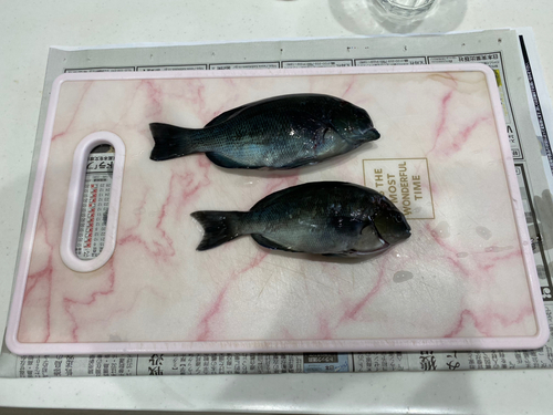 メジナの釣果