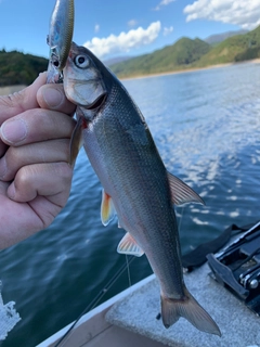 ウグイの釣果