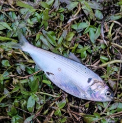 コノシロの釣果