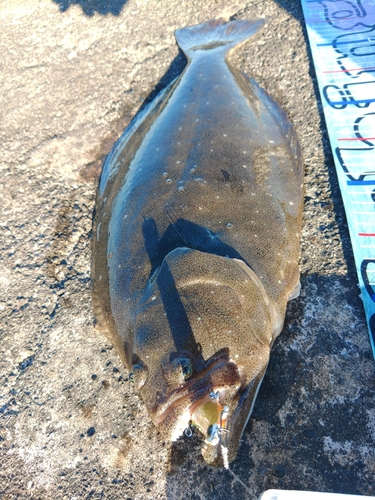 ヒラメの釣果