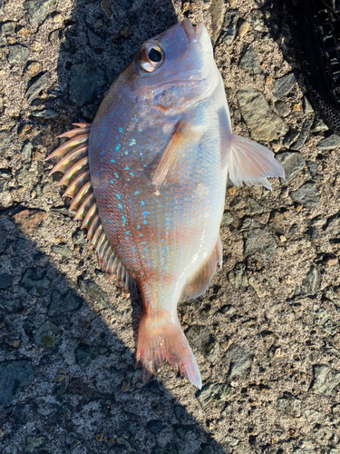 チャリコの釣果