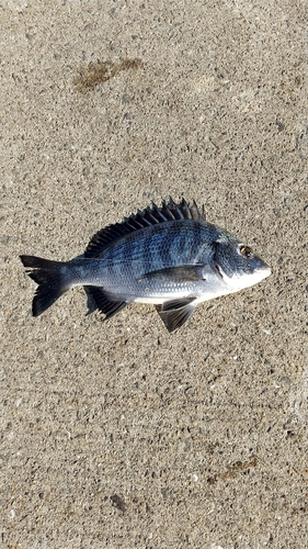 チヌの釣果