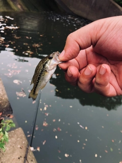 ラージマウスバスの釣果