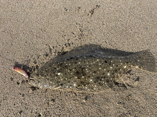 ソゲの釣果