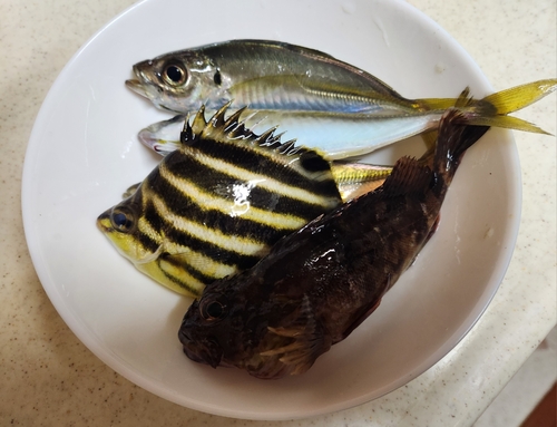 カゴカキダイの釣果