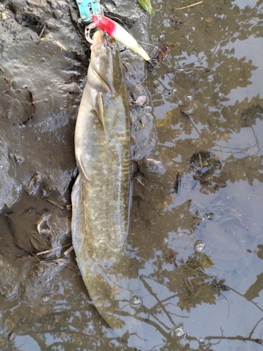 ナマズの釣果