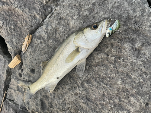 スズキの釣果