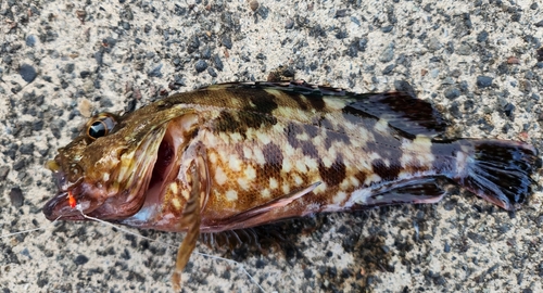 カサゴの釣果