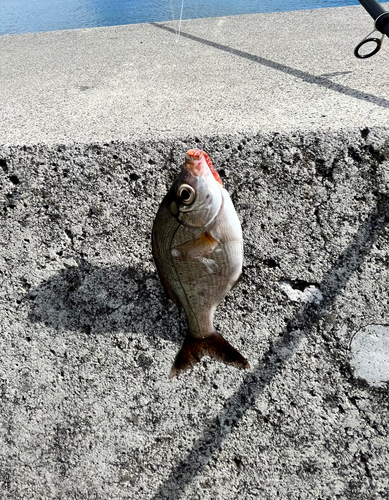 ウミタナゴの釣果