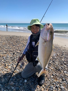 カンパチの釣果