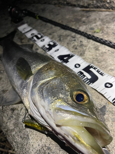 シーバスの釣果