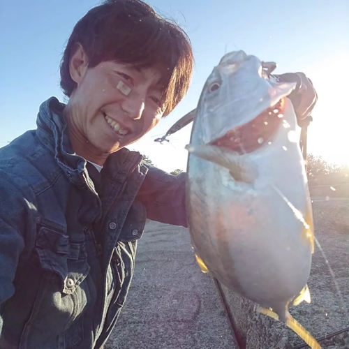 イナダの釣果