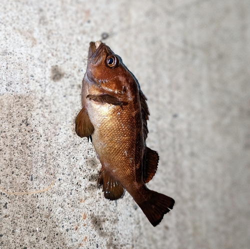 ガヤの釣果