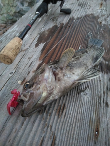 クロソイの釣果