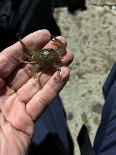 ガザミの釣果