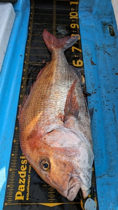 マダイの釣果