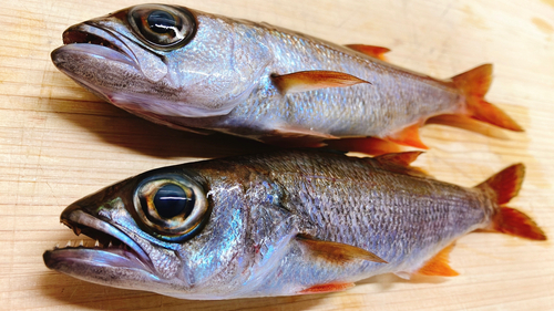 クロムツの釣果