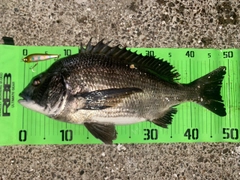 チヌの釣果