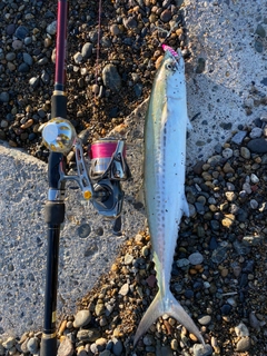 サゴシの釣果