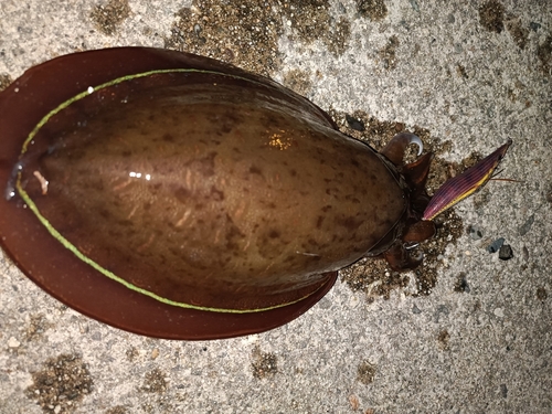 コウイカの釣果