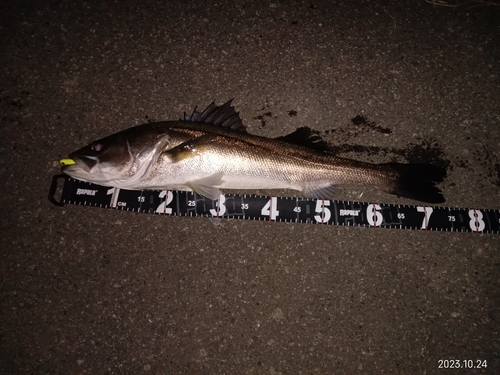 シーバスの釣果