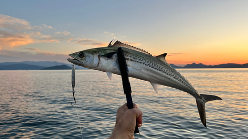 サゴシの釣果