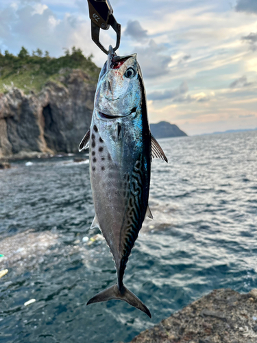 スマガツオの釣果