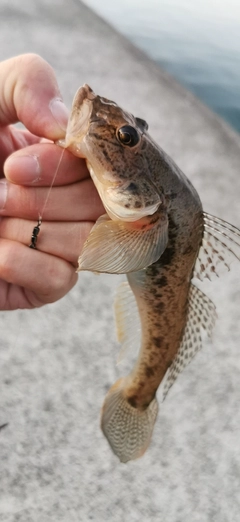 ハゼの釣果