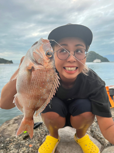 マダイの釣果