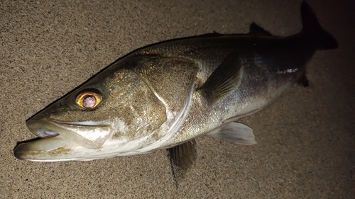 スズキの釣果