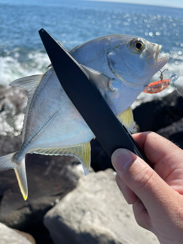 メッキの釣果