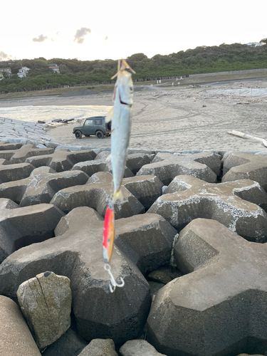 ウルメイワシの釣果