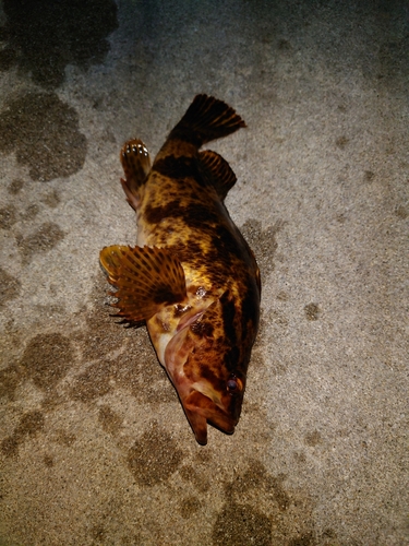 タケノコメバルの釣果