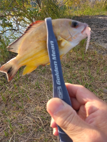 マアジの釣果