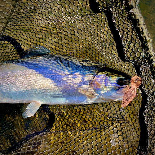 ホウライマスの釣果