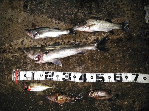 セイゴ（マルスズキ）の釣果