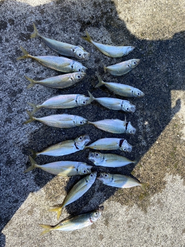 アジの釣果