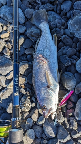 ニベの釣果