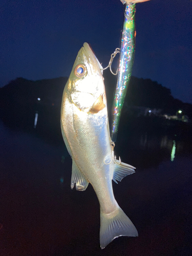 セイゴ（マルスズキ）の釣果