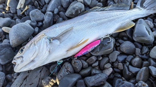 ニベの釣果